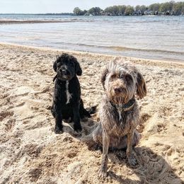 Aussiedoodle All Grown Up from Aspen Mountain Doodles LLC