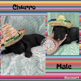 Churro - Tri-color male Bernedoodle puppy in Godwin, North Carolina from Farm Sweet Farm Doodles