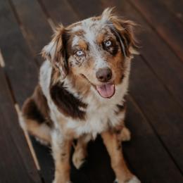 Grace - Australian Shepherd