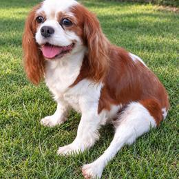 Emily - Cavalier King Charles Spaniel