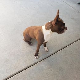 Fred - Boston Terrier