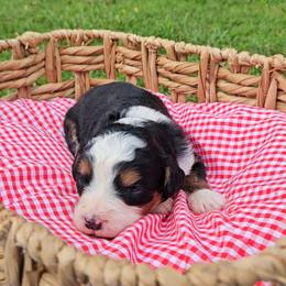 Blaze - Tri-color male Bernedoodle puppy in Russell Springs, Kentucky from 270 Doodles