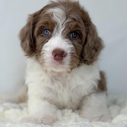King - Chocolate merle male Bernedoodle puppy in Fleming, Colorado from Vandenbark Doodles