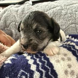 Parti - Parti female Miniature Schnauzer puppy in Ferndale, Washington from Blackhorse Schnauzers Washington state