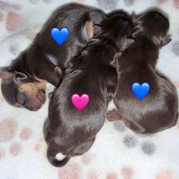 Cindy Lou - Chocolate and tan female Yorkshire Terrier puppy in Jacksonville, Florida from TLJ Choco Yorkie Love