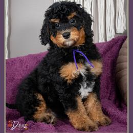 Bonnie - Phantom female Bernedoodle puppy in Connersville, Indiana from Deaz Doodle Ranch