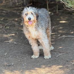 Sway - Bernedoodle