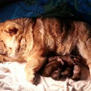Chow Chow Puppies from VIP Chows