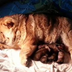 Chow Chow Puppies from VIP Chows