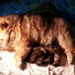 Chow Chow Puppies from VIP Chows