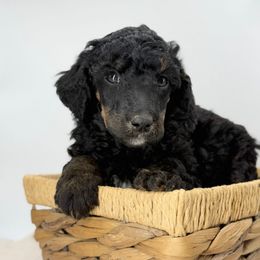 Elm - Phantom male Poodle puppy in Greeneville, Tennessee from Smokey Mountain Sheepadoodles