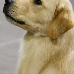 Golden Retriever Puppies from Life is Golden