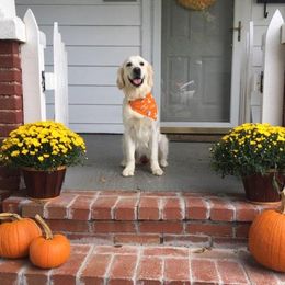 WInnie - Golden Retriever