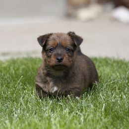 Australian Terrier Puppies from Temora Australian Terriers