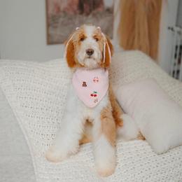 Sunday - Goldendoodle