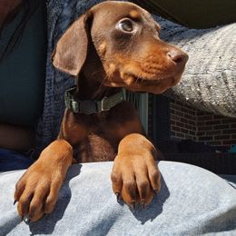Stevie - 5500 - Red and rust male Doberman Pinscher puppy in Aurora, Indiana from Double-Take Doberman Kennels