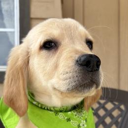 Jelly - Golden Retriever puppy from Frankly Golden
