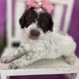 Sprout - Parti female Goldendoodle puppy in Decatur, Tennessee from Diamond's Doodles