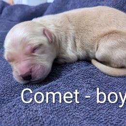 Boy 5 - male Golden Retriever puppy in Pamplin, Virginia from Hope & Joy Acres