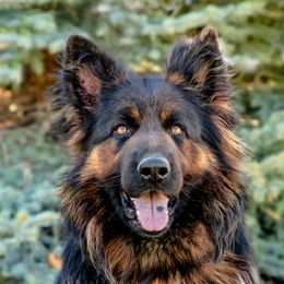 Demon - German Shepherd