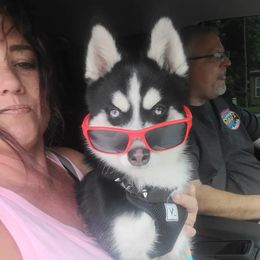 Pomsky Puppies from Pomsky Of Slidell