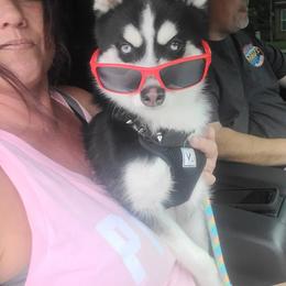 Pomsky Puppies from Pomsky Of Slidell