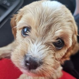 Aussiedoodle, Cavalier King Charles Spaniel, Cavapoo, and Labradoodle Puppies from Mc Doodles of Texas LLC