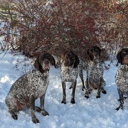 German Shorthaired Pointer All Grown Up from Fenton River GSP