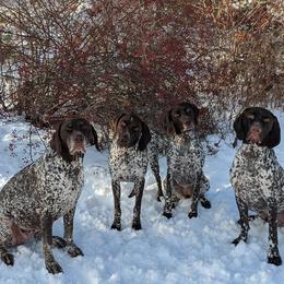 German Shorthaired Pointer All Grown Up from Fenton River GSP