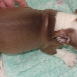 Dodger - Red male Boston Terrier puppy in Powell Butte, Oregon from RVF Boston Terriers
