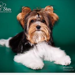 Chance - Biewer Terrier