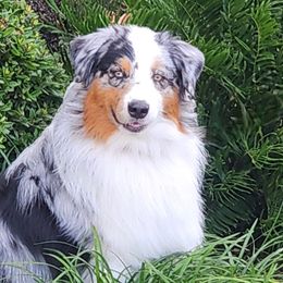 Australian Shepherds and Chow Chow from Calypso Kennel