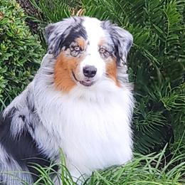 Australian Shepherds and Chow Chow from Calypso Kennel