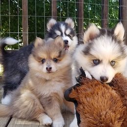Pomsky Puppies from Acacia Pomskies