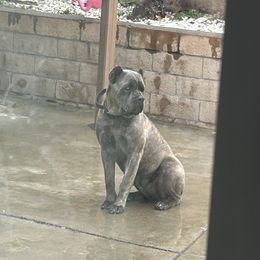 Cane Corso puppies from ThinLine Cane Corso