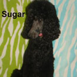 Sugar - Poodle