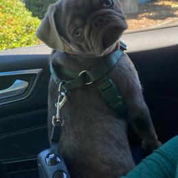 Buzz Pug’Year - Pug