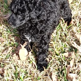 Poodle Puppies from Andmarc Poodles