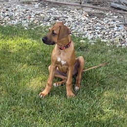 Red boy - Rd whtn blk nose Rhodesian Ridgeback puppy in Las Vegas, Nevada from DragonRidge