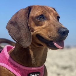 Dachshunds from Adorable Dachshunds