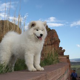 Samoyed and Shiba Inu Puppies from Wintermist Samoyeds