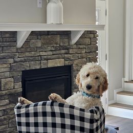 Fred - Goldendoodle