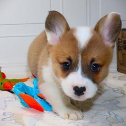 AKC Red ID Boy - Red male Pembroke Welsh Corgi puppy in Ash Flat, Arkansas from Arkansas Corgis