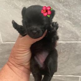 Pomeranian Puppies from My Star Pomeranian’s