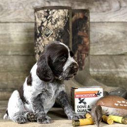 English Springer Spaniel Puppies from Roan Creek Kennels