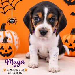 Shelby (purple) - Black white and tan female Beagle puppy in Trail, Oregon from Jennifer Knapp's AKC Beagles
