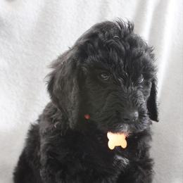 Donner - Black male Goldendoodle puppy in Howard City, Michigan from Doodles and Chaos