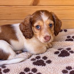 Scooby - Chocolate and cream male Dachshund puppy in Jarales, New Mexico from Poker Paws Dachshunds