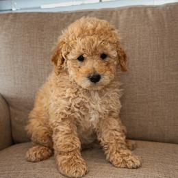 Latte - Yellow and white female Bernedoodle puppy in Gilbert, Arizona from LittleLegacyDoodles