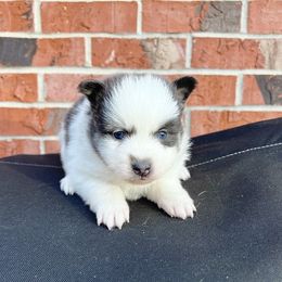 Kristoff - Blue male Pomsky puppy in Henderson, Kentucky from Paris Pomskies